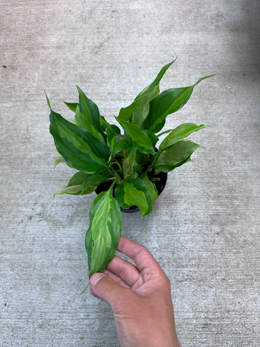 Aglaonema Spathonema 6