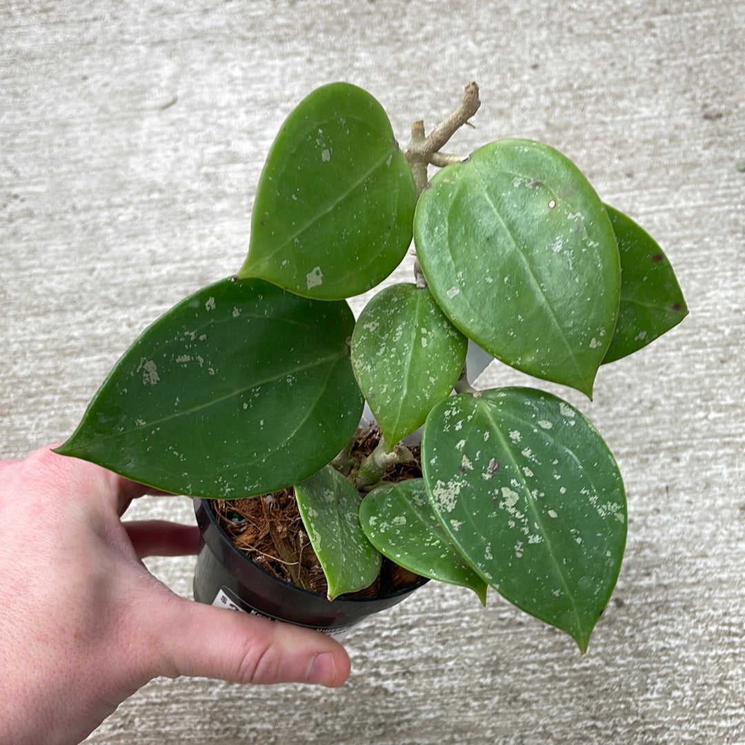 Hoya parasitica heart leaves buy 5” HB