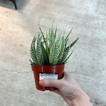 Load image into Gallery viewer, Haworthia Fasciata Variegata 4&quot;