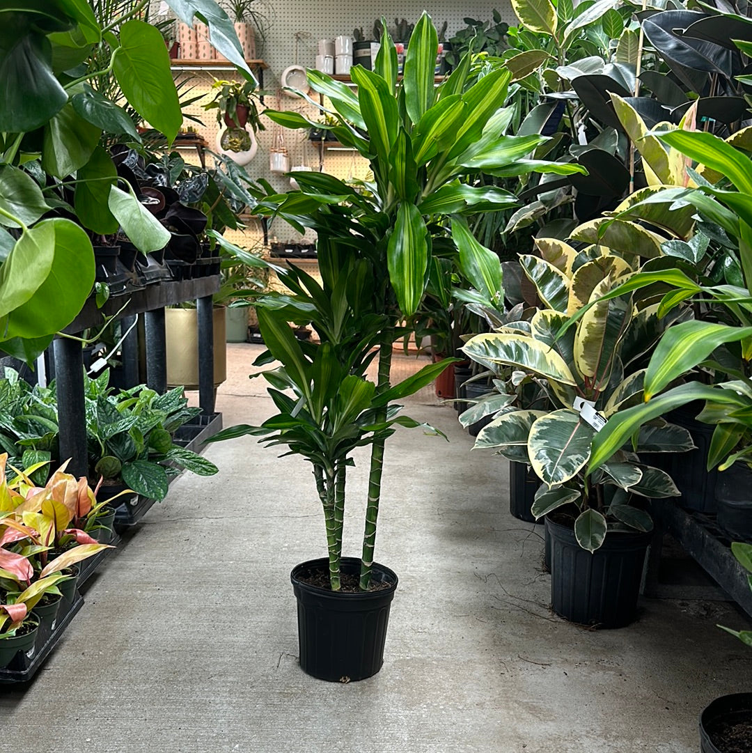 Dracaena Cintho Cane 8" – Kent East Hill Nursery