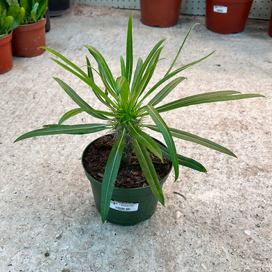 Pachypodium lamerei 6