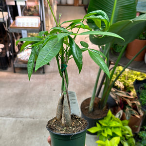 Pachira Aquatica 4" - Money Tree