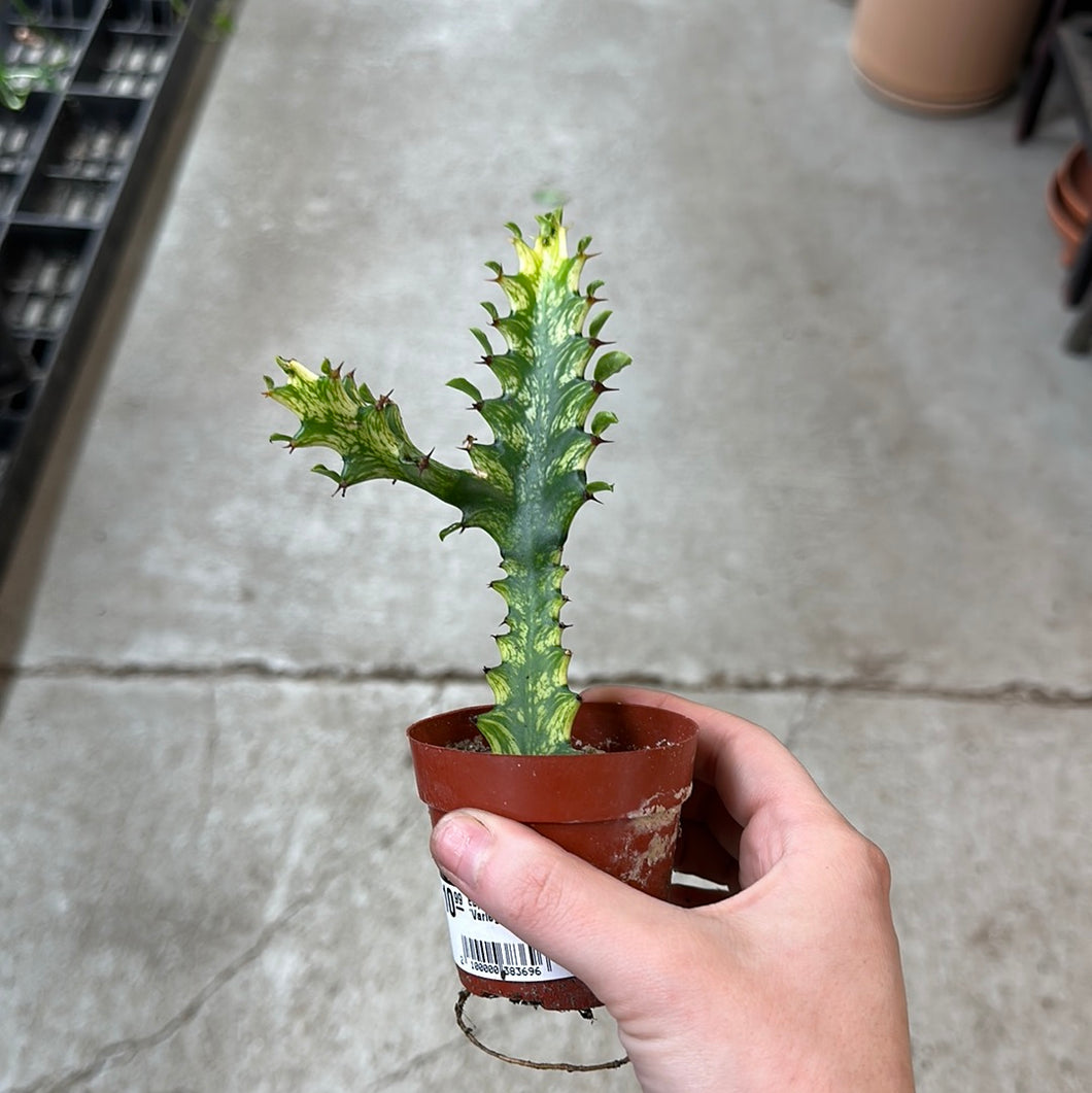 Euphorbia trigona 'Variegata' 3