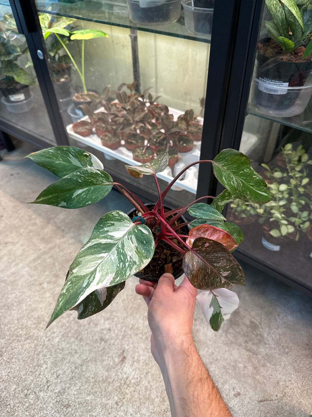 Philodendron Pink Princess Galaxy 4