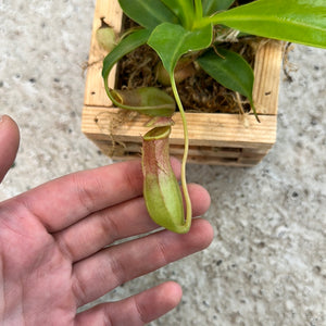 Nepenthes sp. - Monkey Cup