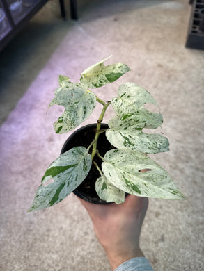 Epipremnum pinnatum marble variegata  4