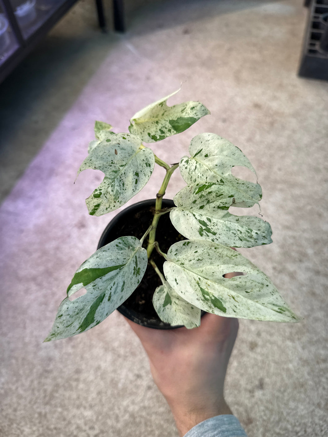 Epipremnum pinnatum marble variegata  4