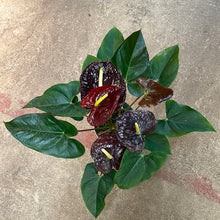 Load image into Gallery viewer, Anthurium sempre Chocolate Red 6&quot; - Flowering Anthurium