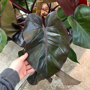 Philodendron Burgundy Princess 8"