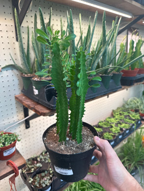 Euphorbia Trigona Green 6