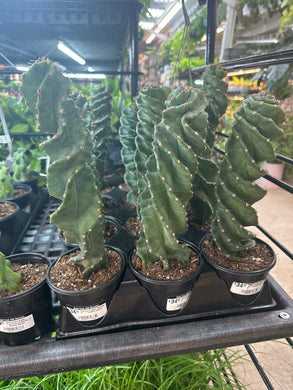 Cereus forbesii 'Spiralis' 4