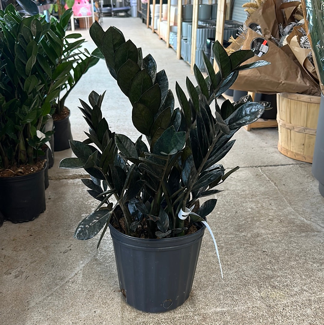 Zamioculcas zamiifolia 'Raven' 10