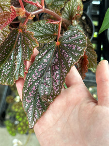 Begonia maculata Pink Spot 4"