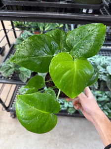 Monstera Deliciosa 6" - Split Leaf Philodendron