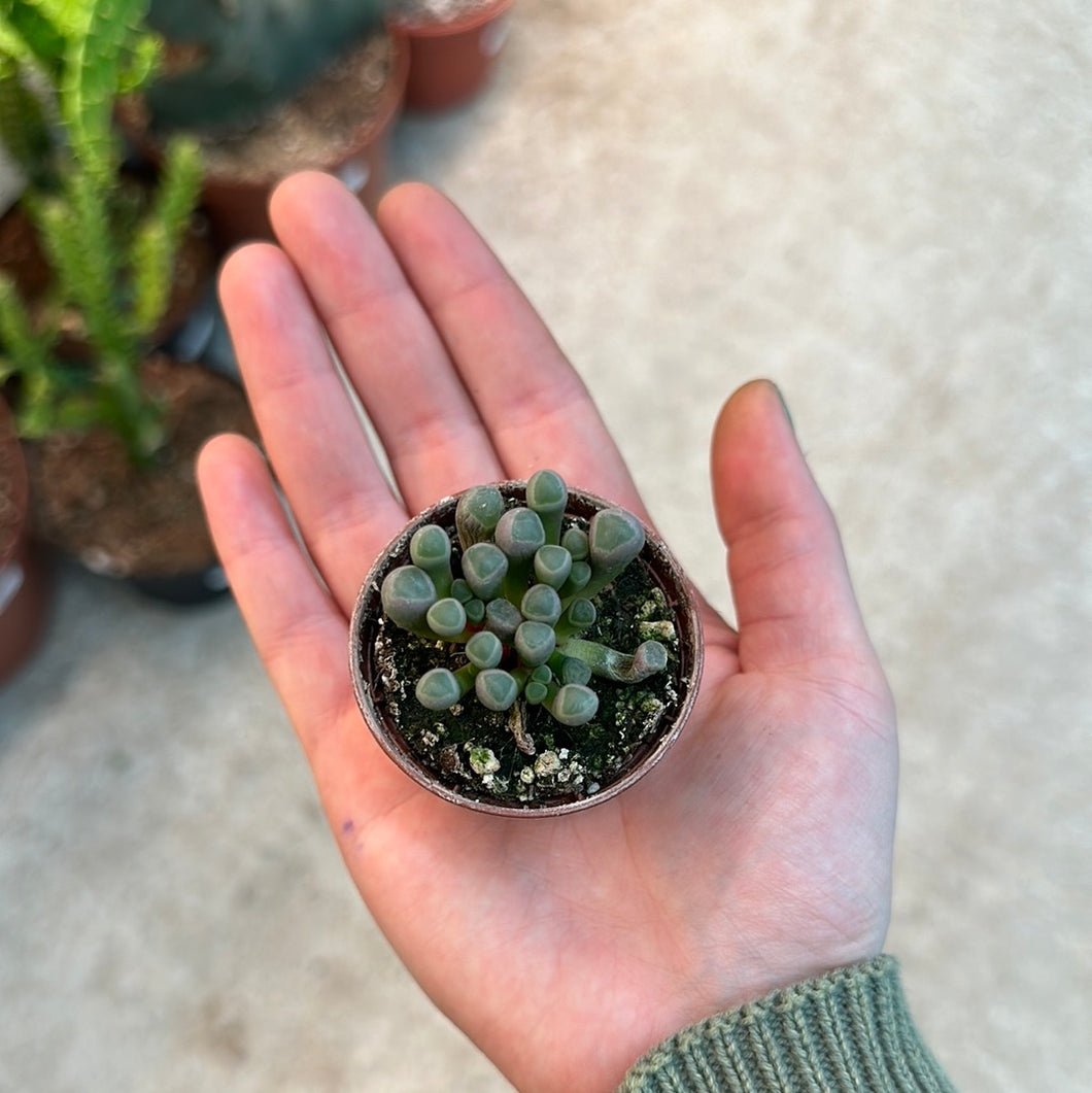 Fenestraria rhopalophylla 2” - Baby Toes