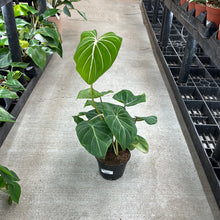 Load image into Gallery viewer, Philodendron Gloriosum 6&quot;