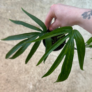 Amydrium zippelianum 1 leaf cutting 3"