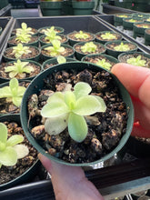 Load image into Gallery viewer, Pinguicula Gigantea 2&quot; - Butterwort