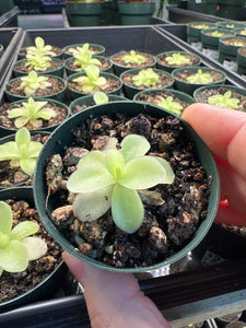 Pinguicula Gigantea 2" - Butterwort