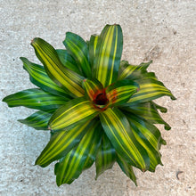 Load image into Gallery viewer, Neoregelia Orange Crush 6&quot; - Bromeliad