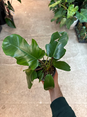 Philodendron Squamiferum 4