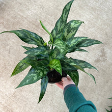 Load image into Gallery viewer, Aglaonema Maria Beauty 6&quot;