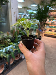 Alocasia macrorrhiza Camouflage 2" - Elephant Ear