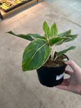 Load image into Gallery viewer, Aglaonema Pink Siam 6&quot;