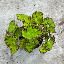 Load image into Gallery viewer, Begonia &#39;Amelia&#39;s Kaleidoscope&#39; 4&quot;