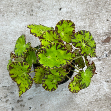 Begonia 'Amelia's Kaleidoscope' 4