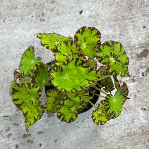 Begonia 'Amelia's Kaleidoscope' 4"