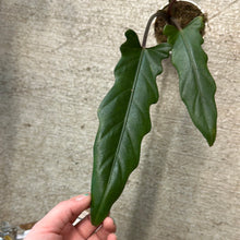 Load image into Gallery viewer, Alocasia Purple Sword 4&quot; - Elephant Ears