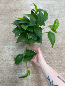 Epipremnum 'Jade' 6" - Jade Pothos