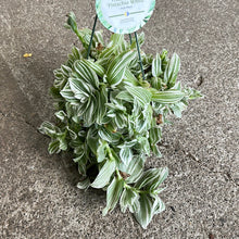 Load image into Gallery viewer, Tradescantia &#39;Pistachio White&#39; - 6&quot; HB