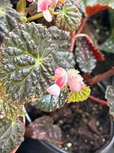 Begonia Ruby Dragon 4"