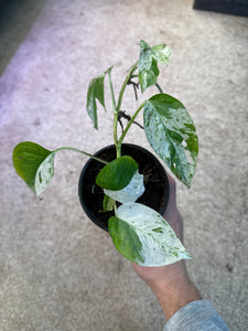 Epipremnum pinnatum marble variegata  4"