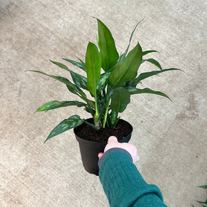 Aglaonema Maria Beauty 6"