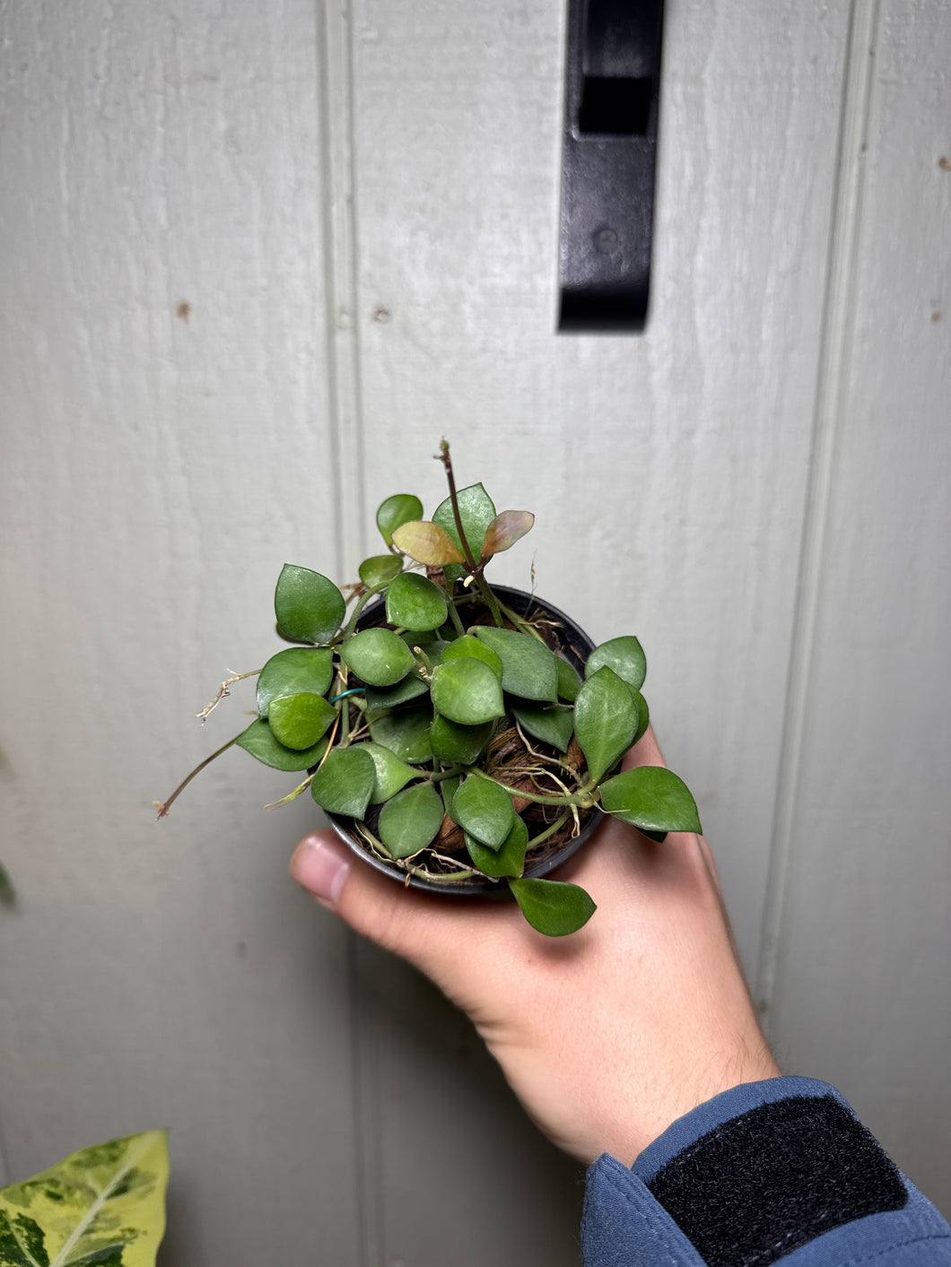 Hoya carmelae 2