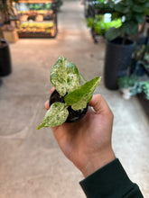 Load image into Gallery viewer, Alocasia macrorrhiza Camouflage 2&quot; - Elephant Ear