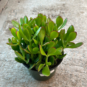 Crassula ovata 6" - Jade Plant