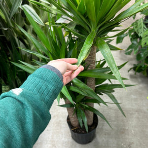 Yucca Cane 10"