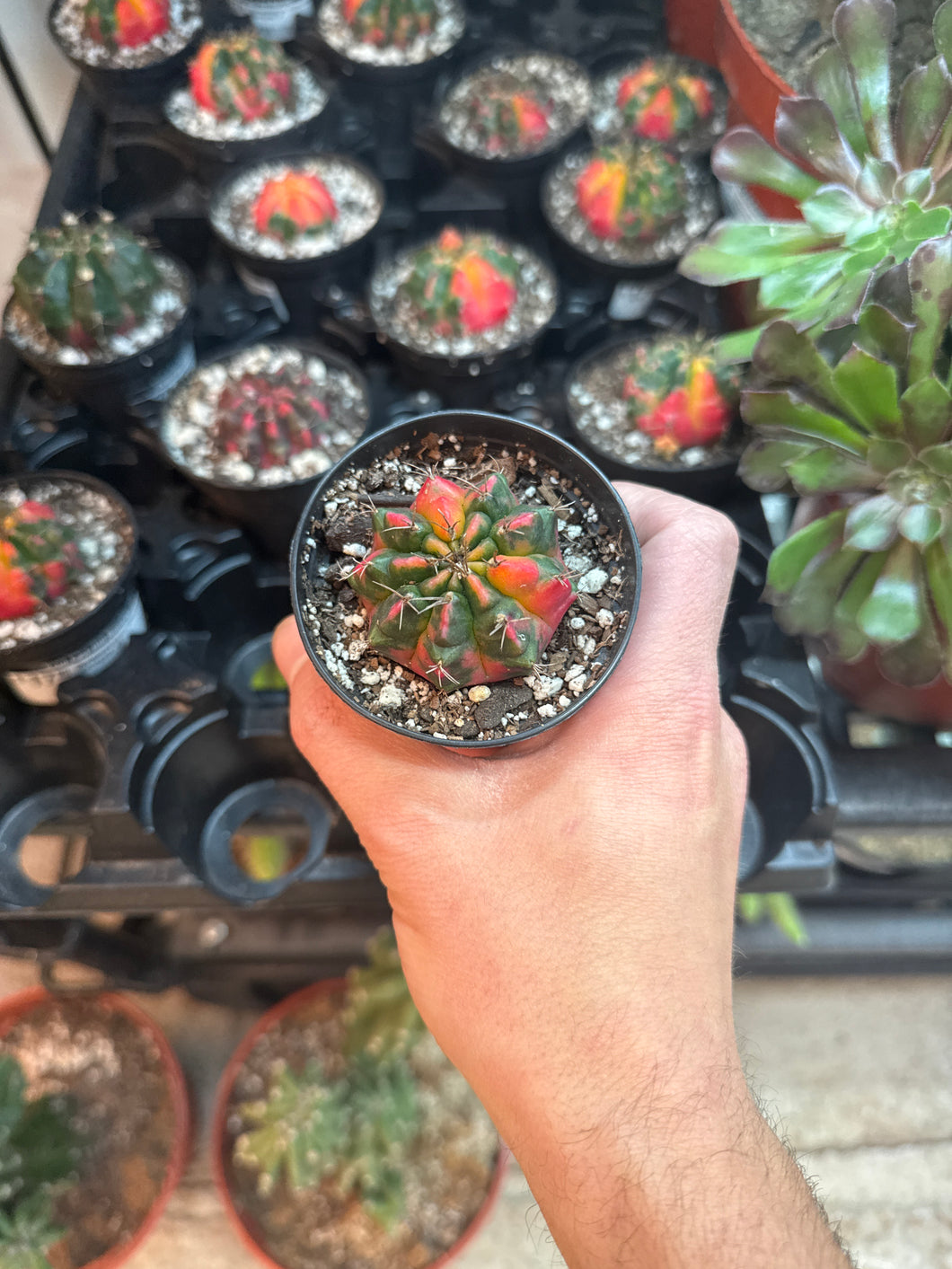 Gymnocalycium friedrichii 'Variegata' 2