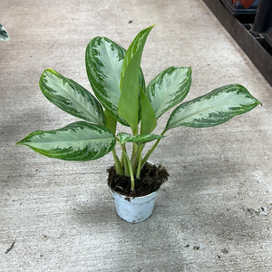 Aglaonema Leprechaun 4" - Chinese Evergreen