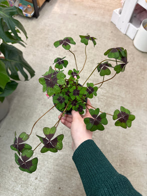 Oxalis tetraphylla 'Iron Cross' 4