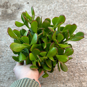 Crassula ovata 6" - Jade Plant