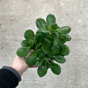 Crassula ovata 4" - Jade Plant