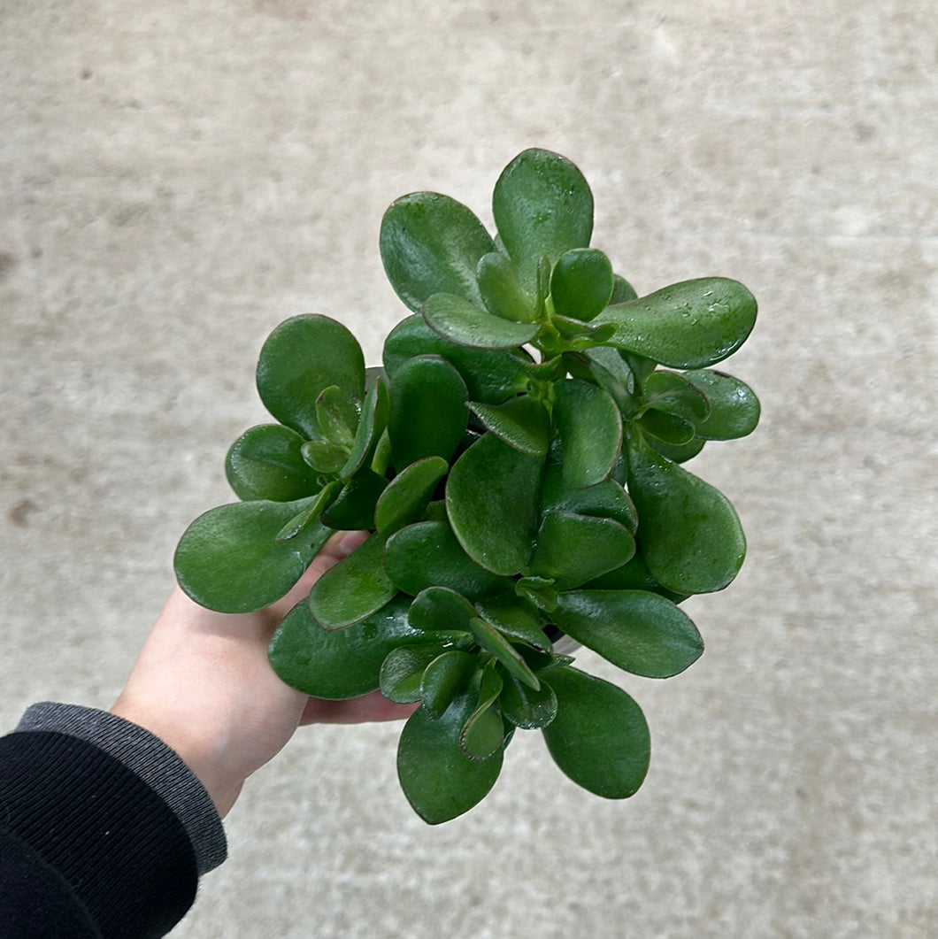 Crassula ovata 4