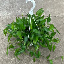 Load image into Gallery viewer, Epipremnum Skeleton Key 8&quot; HB - Pothos