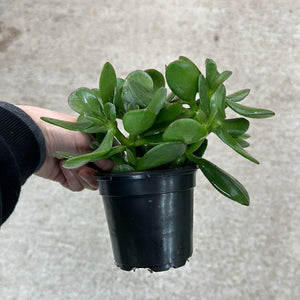 Crassula ovata 4" - Jade Plant