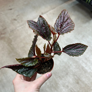 Begonia Maculata Pink Spot 2"